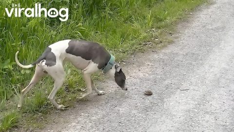 Whippet Puppy vs Road Toad || ViralHog