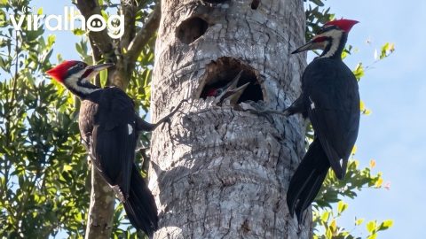 Woodpecker Parents Feeding Their Baby || ViralHog