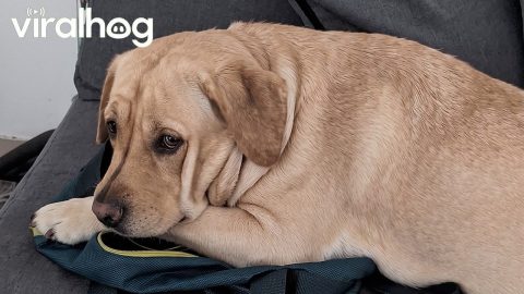 Upset Labrador Gives Owner The Silent Treatment || ViralHog